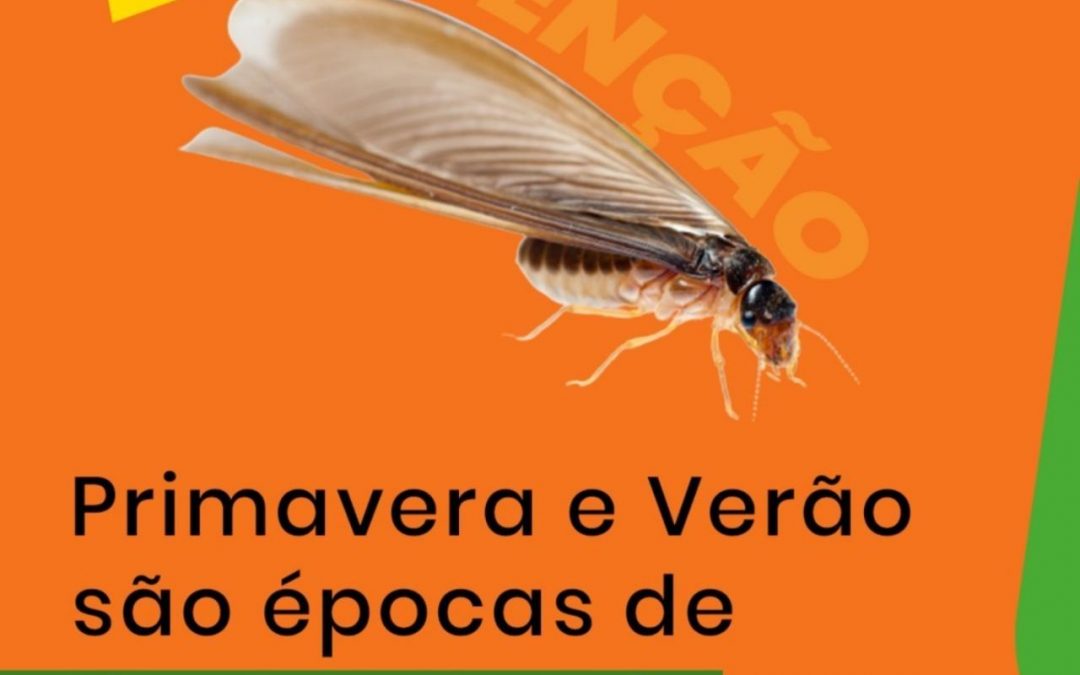Primavera e Verão são épocas de revoadas